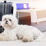 A Brief Guide for Moving Cross-Country with your pets